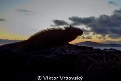 Marine Iguana in the Sunset (Isla Isabela, Galápagos) by Viktor Vrbovský 